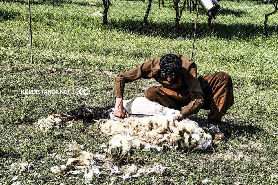 بالصور | الأغنام تنتعش بـ